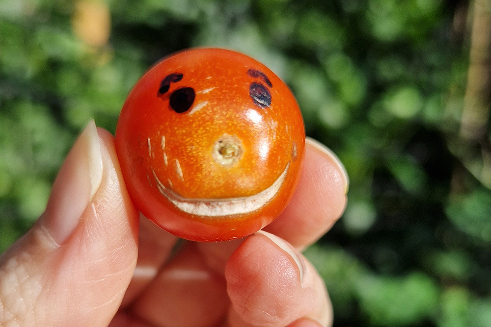 A hand holds a small tomato which has two eyes drawn on making a face with a smile made out of a natural split in the skin.